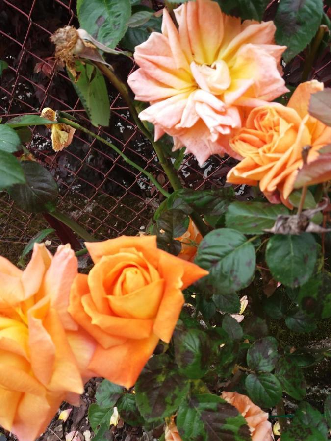 Bed And Breakfast Les Roses Multicolores Du 47 Fumel エクステリア 写真